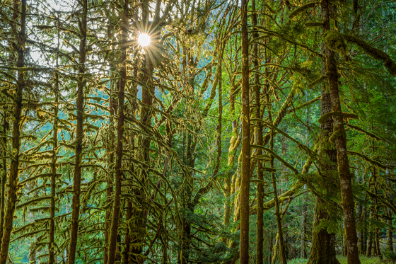 Olympic National Park
