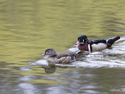 WOOD DUCK PAIR 