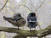 WOOD DUCKS AND WILLOW 