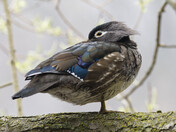 WOOD DUCKS AND WILLOW 
