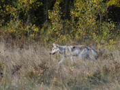 Gray Wolf (Timber Wolf)