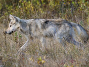 Gray Wolf (closer crop)