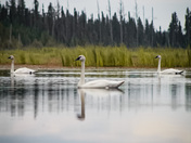 Swans 