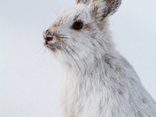 Snowshoe hare