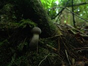 Nantahala National forest