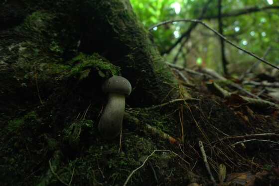 Nantahala National forest