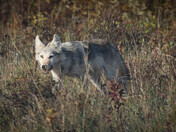 Timber Wolf Encounter