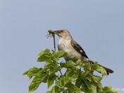 Mockingbird and Dragonfly, Eye to Eye Contact 