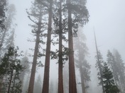 Yosemite National Park