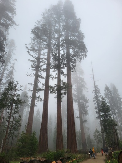 Yosemite National Park