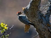 Big Bend National Park