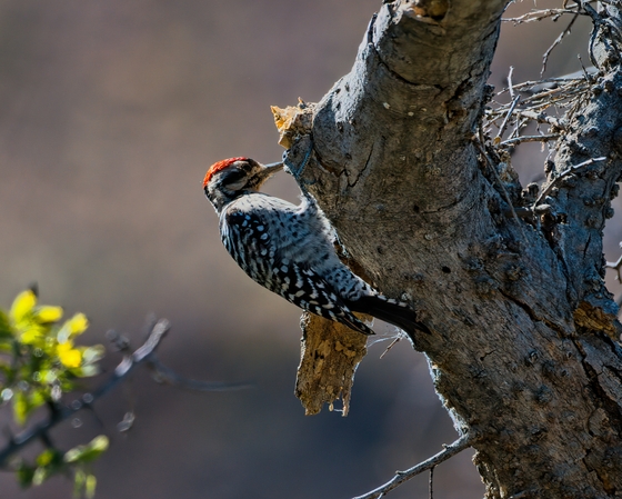Big Bend National Park