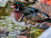 Wood Duck