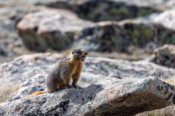 Rocky Mountain National Park