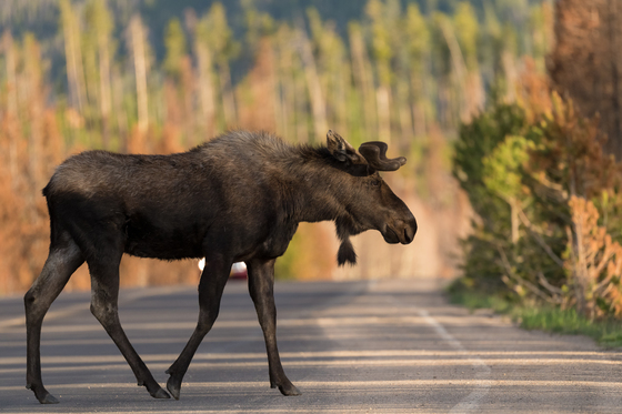 Rocky Mountain National Park