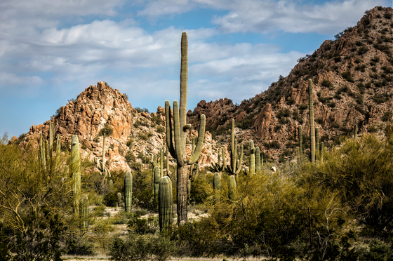 Sonoran Desert National Monument