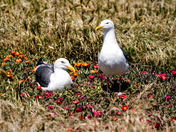Channel Islands National Park