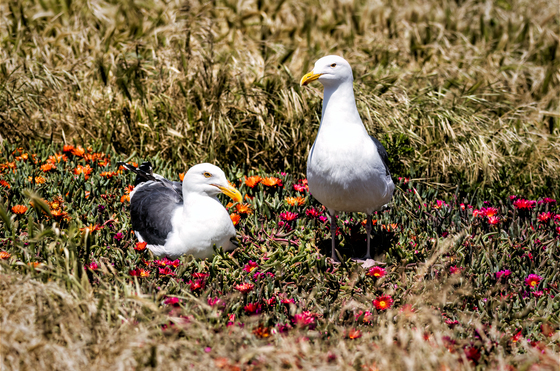 Channel Islands National Park
