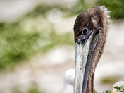 Channel Islands National Park
