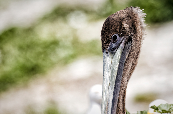Channel Islands National Park