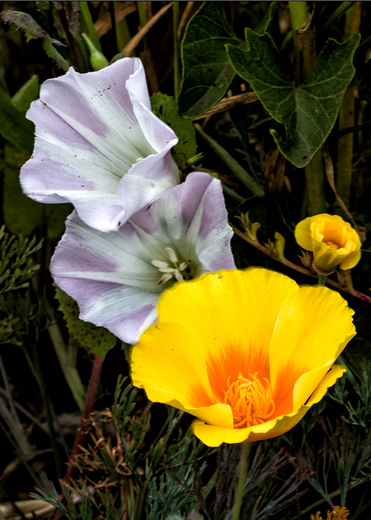 Channel Islands National Park