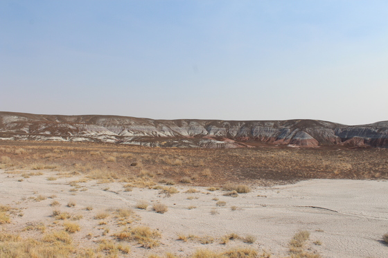 Petrified Forest National Park