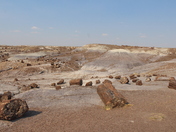 Petrified Forest National Park