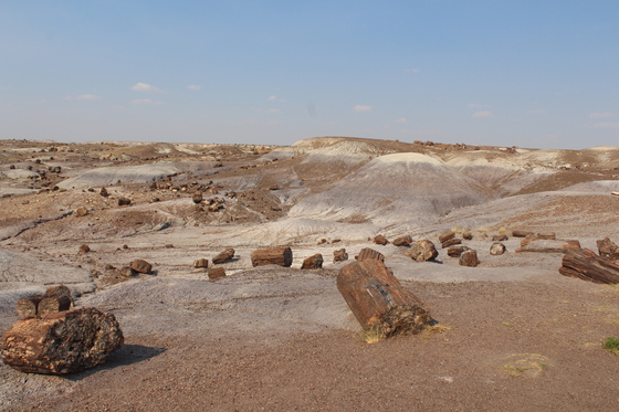 Petrified Forest National Park