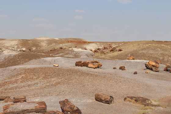 Petrified Forest National Park