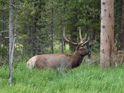 Yellowstone National Park