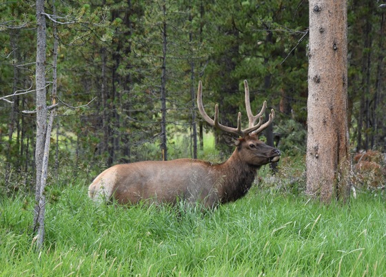 Yellowstone National Park