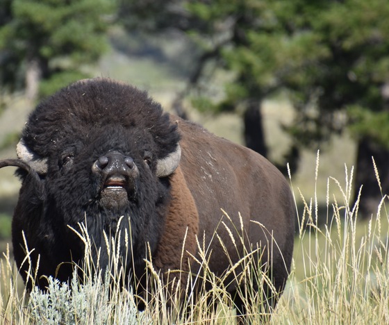 Yellowstone National Park