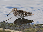 Wilsons Snipe