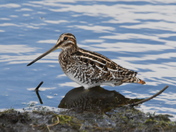 Snipe