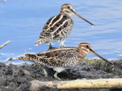 Two snipes