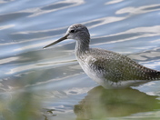 Greater Yellowlwegs