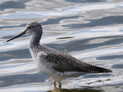 Yellowlegs