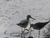Yellowlegs and Sandpiper