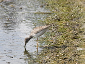 One legged Sandpiper