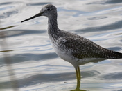 Attentive Greater Yellowlegs