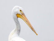 American White Pelican