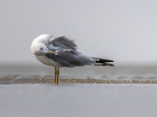 Ring-billed Gull