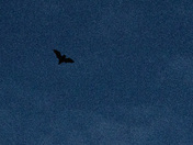 Backyard Bat