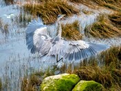 Wing Span