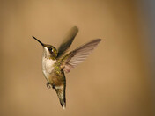 Ruby-throated Hummingbird