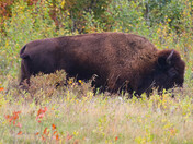 Big Bison