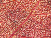 In the realm of scarlet 