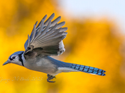 Blue Jay