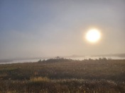 Foggy Morning at the marsh.
