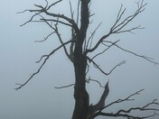 Shenandoah National Park